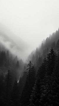 Photography of forest with mountains outdoors woodland nature.