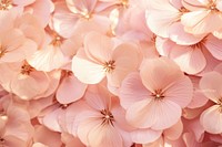 Paper texture backgrounds blossom flower.