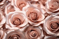 Rose texture backgrounds flower petal.