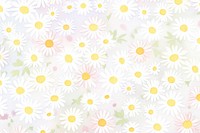 Daisy pattern backgrounds flower.