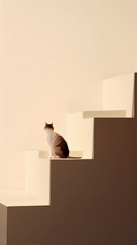 Cat architecture staircase mammal.