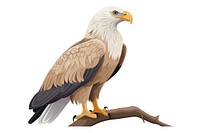 White-tailed Eagle animal eagle bird.