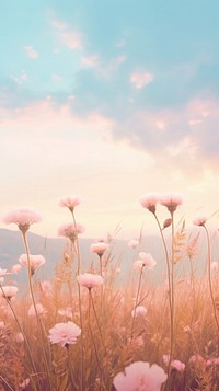 Field wallpaper landscape outdoors blossom.