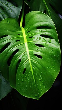 Wet monstera leaf green plant petal.