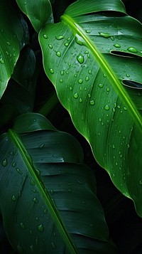 Wet tropical leaf green backgrounds plant.