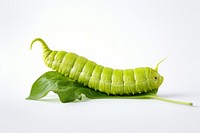 Hornworm insect plant green.