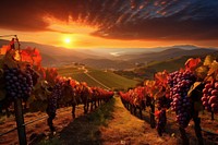 Harvest With Ripe Grapes vineyard outdoors sunset.