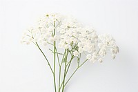 White yarrow blossom flower plant.