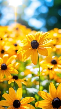 Flower summer sunflower sunlight.