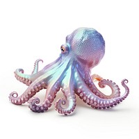 Octopus animal white background invertebrate.