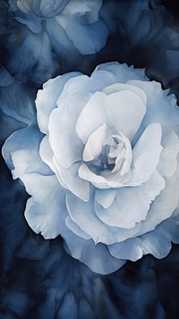 Blue wallpaper flower rose petal.