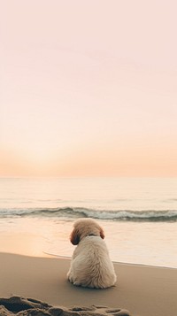 Puppy and beach outdoors horizon nature.