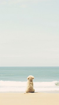 Puppy and beach outdoors horizon nature.
