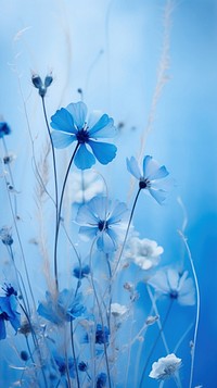 Blue wallpaper flower blue outdoors.