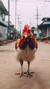 A thai chicken poultry animal bird.