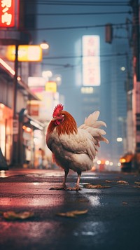 A yokohama chicken poultry animal motion.