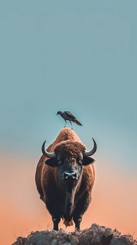 A bird on a buffalo livestock wildlife animal.