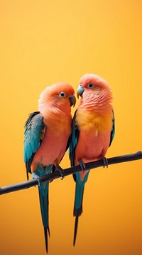A couple Aruacana bird animal parrot beak.