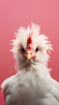 A frizzle chicken animal bird beak.