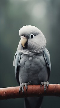 A grey-headed lovebird parrot animal beak.