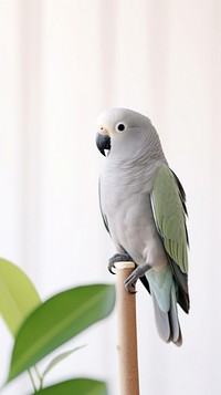 A grey-headed lovebird parrot animal budgerigar.