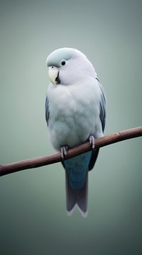 A grey-headed lovebird animal parrot wildlife.