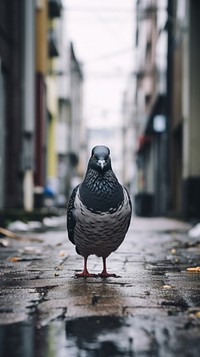 A Homing pigeon animal bird city.