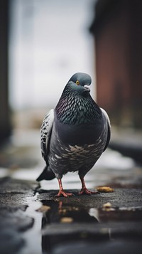 A Homing pigeon animal bird wildlife.