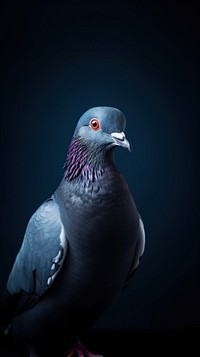 A jacobin pigeon bird animal wildlife portrait.