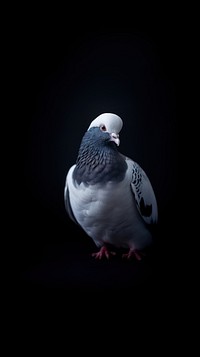 A jacobin pigeon bird animal wildlife darkness.
