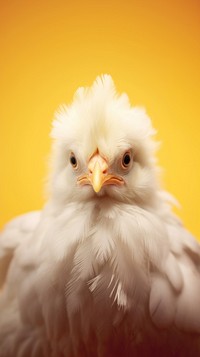 A sillkie chicken animal bird beak.