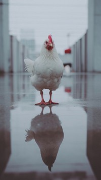 An american pekin poultry chicken animal.