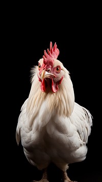 An american pekin chicken poultry animal.