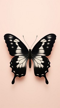 Butterfly pattern animal insect black.
