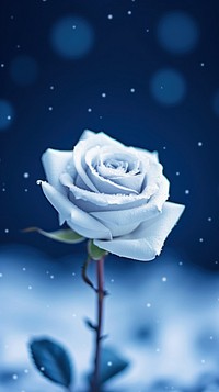 Blue wallpaper flower rose plant.