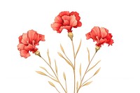Carnation flowers watercolor background plant white background inflorescence.