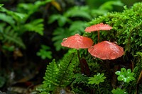 Mushroom outdoors fungus nature.