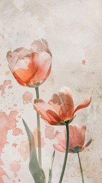 Tulip watercolor wallpaper painting flower petal.