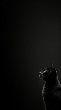 Dark aesthetic a cat wallpaper monochrome darkness finger.
