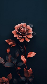 Dark aesthetic flower wallpaper plant rose inflorescence.