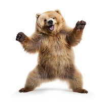 Happy smiling dancing bear wildlife mammal animal.