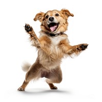 Happy smiling dancing dog mammal animal pet.