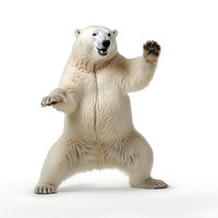 Happy smiling dancing polar bear wildlife mammal animal.