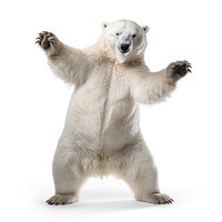 Happy smiling dancing polar bear wildlife mammal animal.