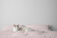Cat on pink bed