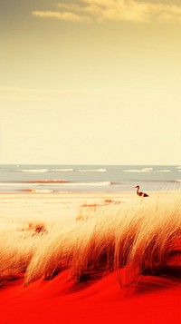 Photography of beach landscape outdoors horizon.
