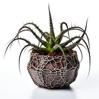 Photography of cobweb houseleek in pot plant aloe houseplant flowerpot.