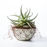 Photography of cobweb houseleek in pot plant aloe houseplant freshness.