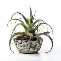 Photography of cobweb houseleek in pot plant aloe vase houseplant.