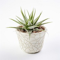 Photography of cobweb houseleek in pot plant aloe houseplant flowerpot.